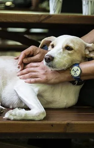 Hayvana eziyet edene 2 yıl hapis cezası: Düzenleme Meclis'e geliyor