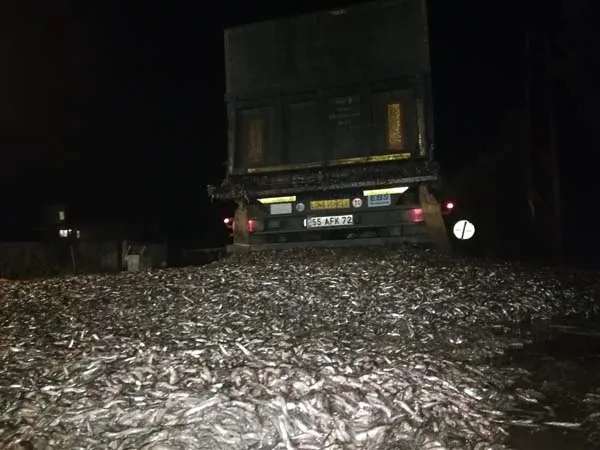 Bursa'da tonlarca hamsi yola saçıldı - 1