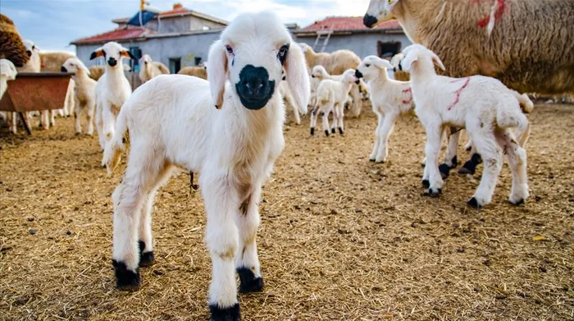 Küçükbaş hayvan desteği ne zaman verilecek? 2 yıl ödemesiz kredi ve ayda 15 bin TL bakım yardımı