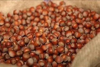 Gençlik fındıkta saklı