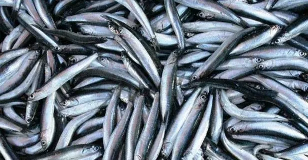 Hamsinin kılçığı kemikleri korur