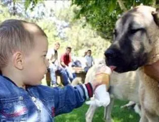 Hayvanların Su Keyfi!