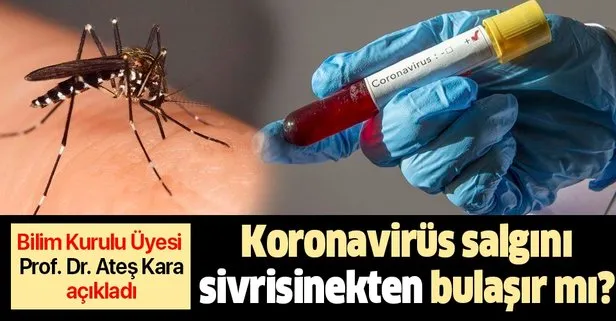 Prof. Dr. Ateş Kara açıkladı: Koronavirüs sivrisinekten bulaşır mı?