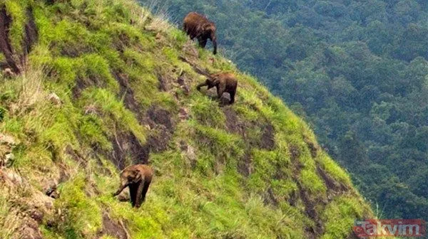 Yılan evcil köpeğe saldırdı! Dehşet dolu anlar... - 43