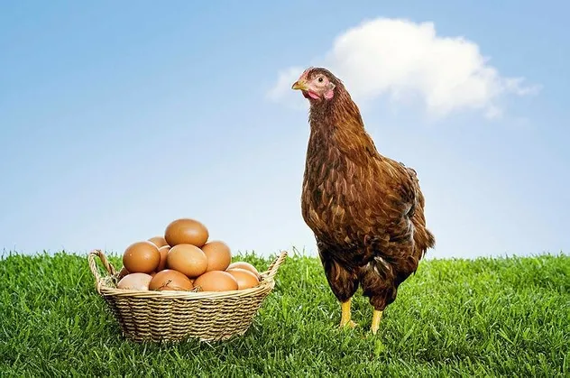 Ticaret Bakanlığı harekete geçti! Gezen tavuğun foyası ortaya çıktı