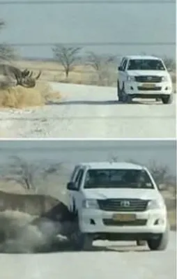 Hayvanların insanlara musallat olduğu anlar