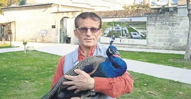Sultan 2’nci Bayezid Külliyesi ve Sağlık Müzesi’ndeki tavus kuşu ziyaretçilerin maskotu oldu | Yurttan ve dünyadan haberlera