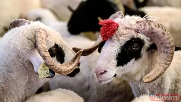 1 ton dana kaç bin TL! İşte Dana, Tosun, Düve, Koyun, Keçi ve Deve fiyatları! 2023 kurbanlık fiyatları: 1 koyun kaç bin TL? - 2