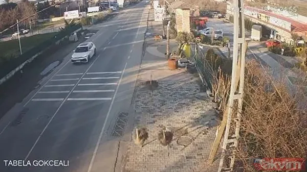 Çatalca'da deve kuşu paniği: Ortalığı birbirine kattılar - 1