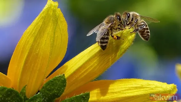 Zaman tüneli açıldı! Uzaylılarla iletişimin anahtarı bal arıları - 6