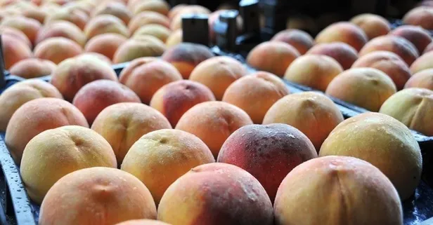 Şeftali safraya birebir