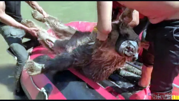 Ayı Zap Suyu'na kapıldı! Yardımına rafting ekibi yetişti - 2