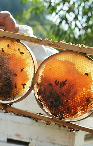 Bal ihracatından 18 milyon dolarlık gelir