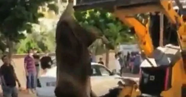 Şanlıurfa’da tepki çeken görüntü! Kurbanlık danayı ayağından asıp...