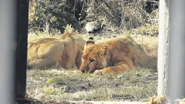 Ukrayna'da bir sirkte tulunan üç dişi aslan kardeş, hayvanseverler tarafından kurtarıldı-1