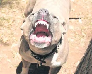Pitbull dehşeti
