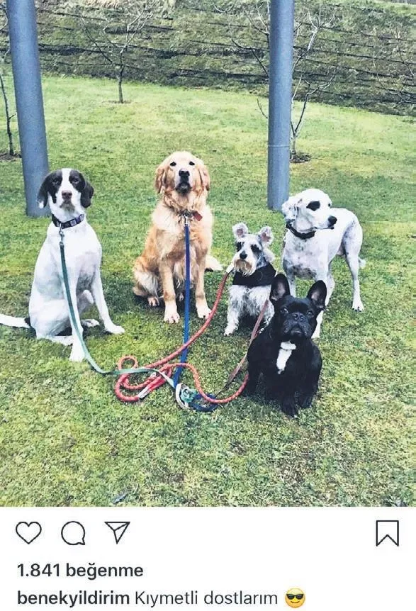 havali-benek-1597018852925.jpeg Hadise'den olay hamle! Aşkı Kaan Yıldırım’ın köpeği Benek adına Instagram hesabı açtı-2