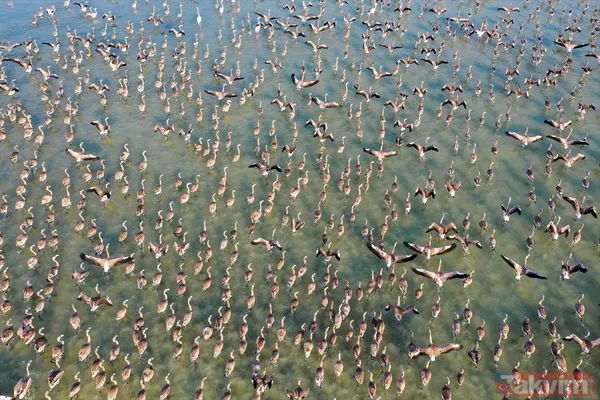 Minik allı turnalar (flamingolar) uçmayı İzmir Kuş Cenneti'ndeki doğal kreşte öğreniyorlar - 46