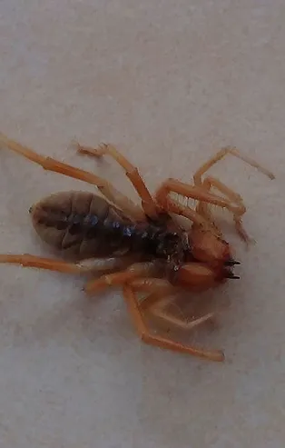 Kahramanmaraş'ta bulundu! Bu örümcek et yiyor!