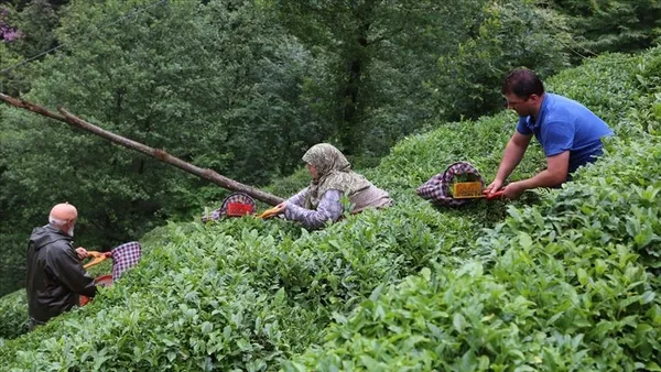 son-dakika-turkiye-2021-yilinin-ilk-9-ayinda-cay-ihracatindan-13-milyon-212-bin-dolar-kazandi-1633942916639.jpg SON DAKİKA: Türkiye 2021 yılının ilk 9 ayında çay ihracatından 13 milyon 212 bin dolar kazandı-5