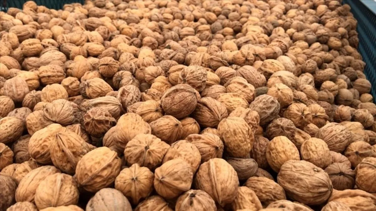 Zayıflamak isteyene ceviz