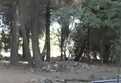 Ruhsatsız ve kaçak yapılar yıkılıyor! Tarihi Gelibolu Yarımadası'nda ruhsatsız ve kaçak yapıya geçit yok