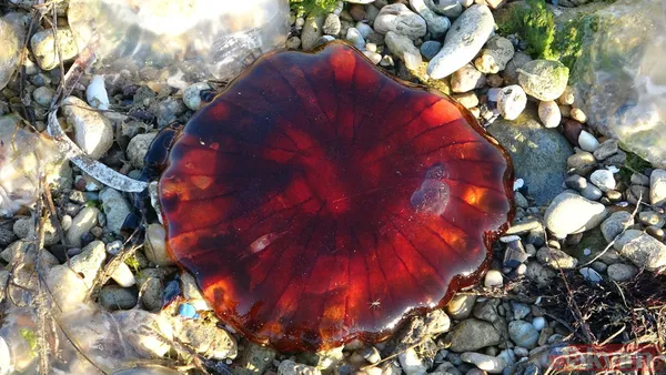 Çanakkale Boğazı'nda zehirli denizanası tehlikesi! Uzmanlar uyardı: Tatlı su kullanmayın amonyak ya da sirke ile yıkayın - 12