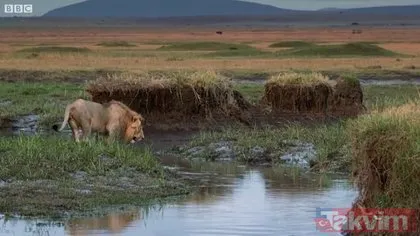 20 tane sırtlanın ortasında kalan cengaver erkek aslan görenleri hayrete düşürdü