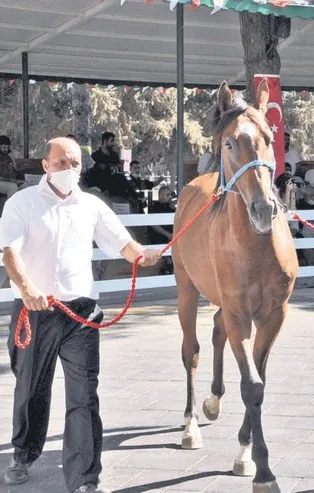 178 bin liraya satılan tay bakıcısını tepti!