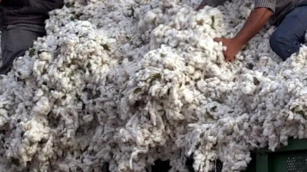 Valilikten üreticilere pamuğun temiz toplanması uyarısı-4