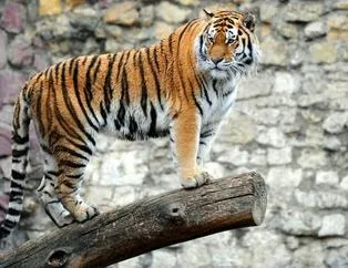 Kaplanların bilmediğiniz 21 özelliği