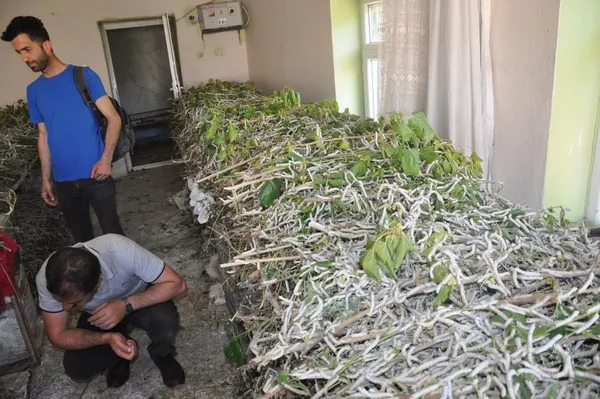 ipek-bocegi-besiciligi-40-gunde-20-bin-lira-kazandiriyor-1653916679528.jpg İpek böceği besiciliği 40 günde 20 bin lira kazandırıyor-7