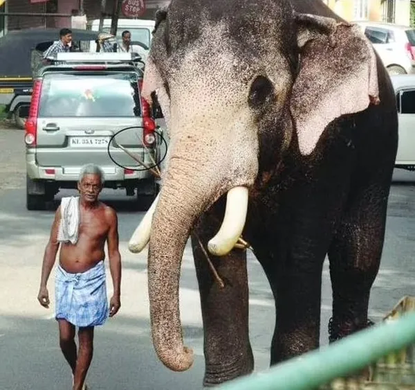 hindistanda-bir-fil-olen-bakicisini-son-kez-gormek-icin-kilometrelerce-yol-yurudu-1623260469883.jpg