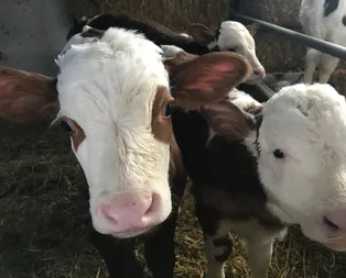 Kurbanlık fiyatları 2021 belli oldu!