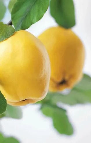 Ayvayı yiyin! İşte faydaları...