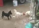 Kavga eden horozları ayırmaya çalışan yavru köpeğin çabası güldürdü
