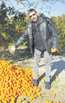 Tarlada çürüdü markette 3 TL