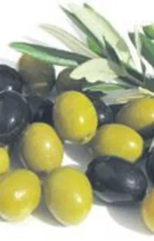 Zeytin kan yapıyor
