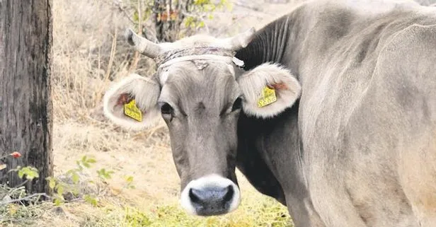 Bayburt’tan çıkıp Gümüşhane’ye giden inek, sosyal medya sayesinde bulundu