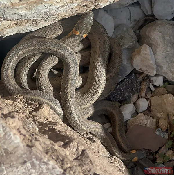 Brezilya'nın 'Yılan Adası' değil Türkiye! Sürü halinde güneşlendiler - 1