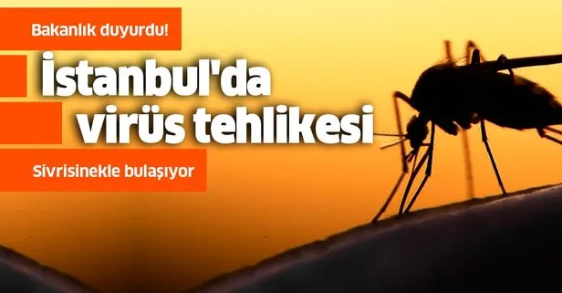 Sağlık Bakanlığı duyurdu! İstanbul’da sivrisinekle gelen Batı Nil Virüsü tehlikesi