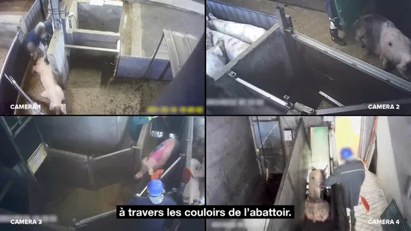 son-dakika-fransada-mezbahada-hayvanlara-uygulanan-iskence-gizli-kamerada-1620219832988.jpg