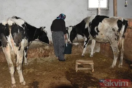 Dolandırılan şehit ailesine inekleri teslim edildi