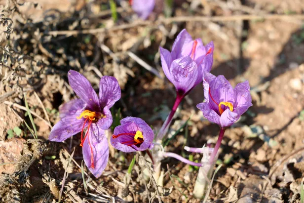yarim-kilo-fiyati-bilezikle-kapisiyor-dunyanin-en-pahalisi-bu-baharati-alip-satan-zengin-oldu-1604683613828.jpg Yarım kilo fiyatı bilezikle kapışıyor aşırı kıymetli! Bu baharatı alıp satan turnayı gözünden vurdu-6