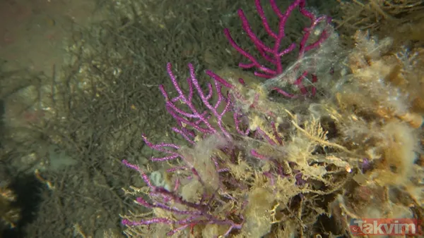 SON DAKİKA: Marmara Denizi'ni kaplayan deniz salyası (müsilaj) nedeniyle ölçüm cihazı bile su altına inemedi - 7