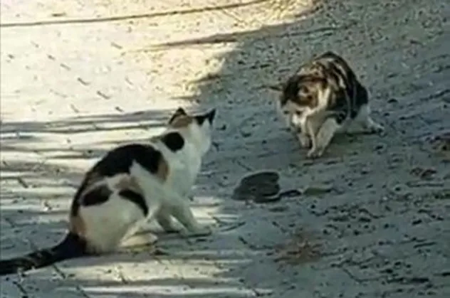 Kediler yılanla dans etti! En sonunda yem yaptılar