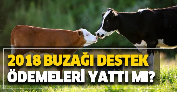 2018 buzağı desteklemeleri ne zaman yatacak? 1 Ocak buzağı destek ödemeleri yattı mı?-1