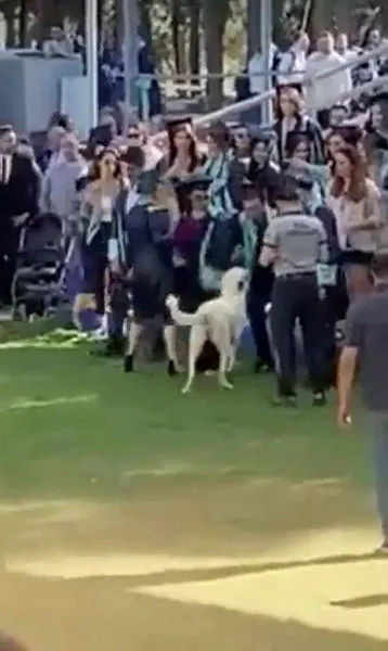 Başıboş köpek Ege Üniversitesi'nin mezuniyet törenini birbirine kattı! Tören alanına girdi öğrencilere saldırdı