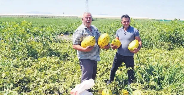 Aracıya kızdı bedava dağıttı: 1.5 milyonluk ürüne 300 bin lira verdiler