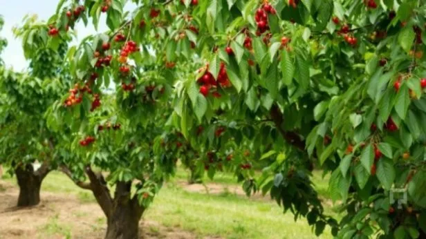 Rüyada kiraz ağacı görmek ne anlama gelir?